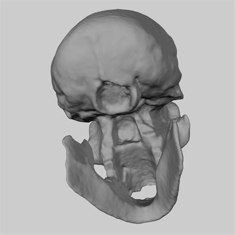 Homo Erectus Skull Drawing