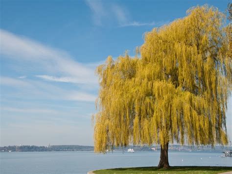 Bark Mulch Depot Shop Softscapes Trees Prairie Cascade Weeping