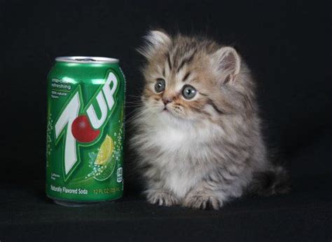 Tiny Persian Pussy Scrolller