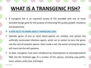 Transgenic animals, mice and fish | PPT