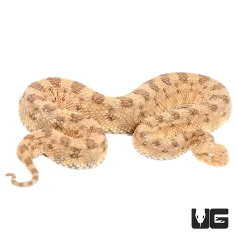 Saharan Horned Viper For Sale - Underground Reptiles