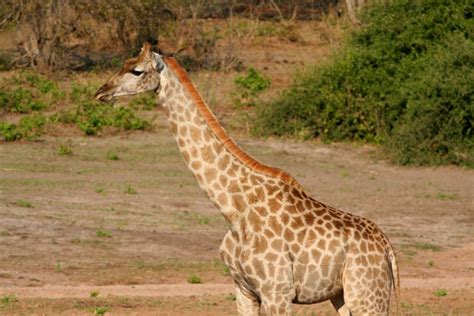 South African Giraffe Giraffa Camelopardalis Giraffa In Chobe