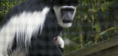 Cute Alert: Photos Of Colobus Monkey Born At Stone Zoo | WBUR News