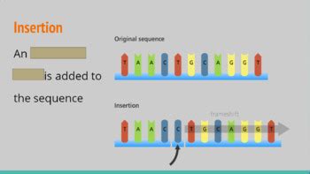 Genetic Mutations Powerpoint Notes Review Worksheeets Homework