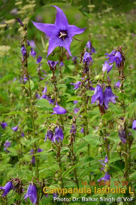 Medicinal Plants: Campanula latifolia