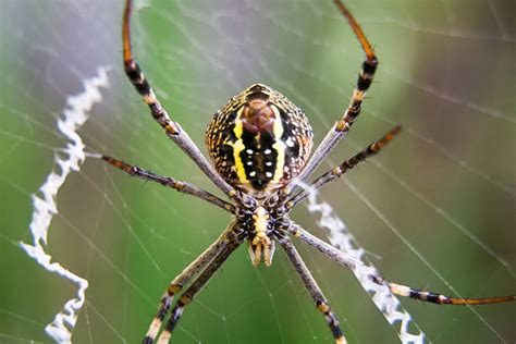 Spider Spinnerets Stock Photos Pictures And Royalty Free Images Istock