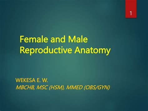 1 Reproductive Anatomy Ppt Free Download