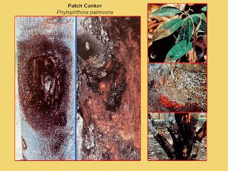 Durian Info Durian Pests And Diseases