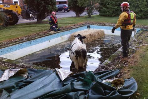 Look: Cow rescued from Cheshire swimming pool - UPI.com