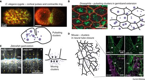 Actomyosin Clusters As Active Units Shaping Living Matter Current Biology