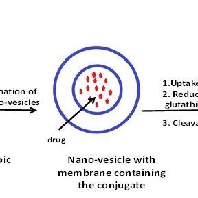 Schematic illustration of the proposed mechanism of action of ...