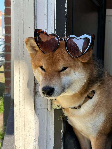 Quel Race De Chien Choisir Pourquoi Pas Le Shiba Inu Shiba Marrant