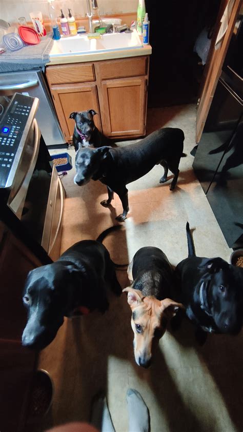 our pack : r/pitbulls