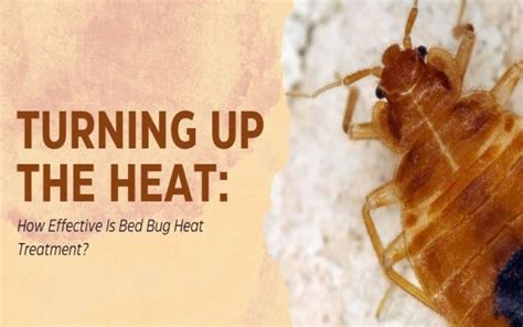 Turning Up The Heat How Effective Is Bed Bug Heat Treatment