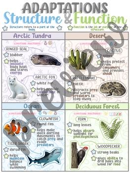 Adaptations Structure And Function Poster Anchor Chart By Tara Clark