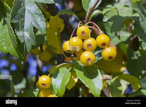 yellow berries  branches stock photo alamy