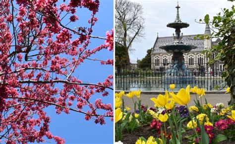 Spring in New Zealand: 12 Best Places to Visit for Spring Flowers