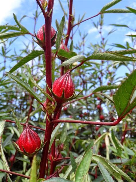 How To Grow Roselle Hibiscus Growing Jamaican Sorrel Artofit