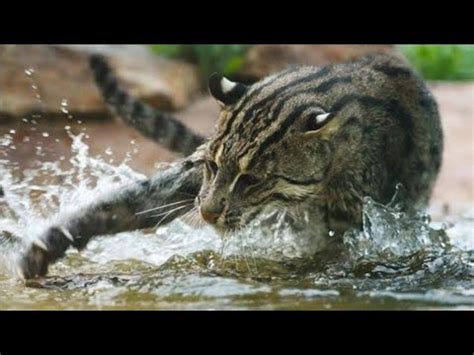 Gato Pescador Um Dos Felinos Mais Raros Do Mundo Youtube