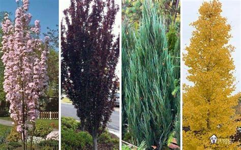 Narrow Trees For Small Yards That Pack A Punch Pretty Purple Door