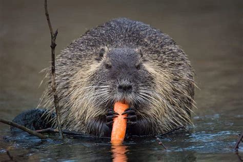 Beaver vs Otter vs Muskrat fight comparison- who will win?