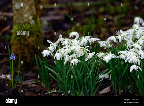 Galanthus Lesley Fennell Snowdrop White Flowers Green Markings Flowers