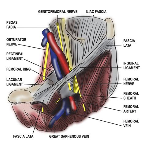 [figure Diagram Of The Femoral Sheath And Its Contents Contributed By