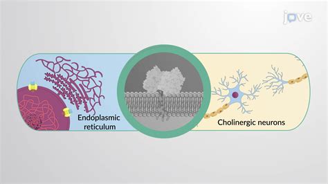 Cholinesterases Distribution And Function Pharmacology Jove