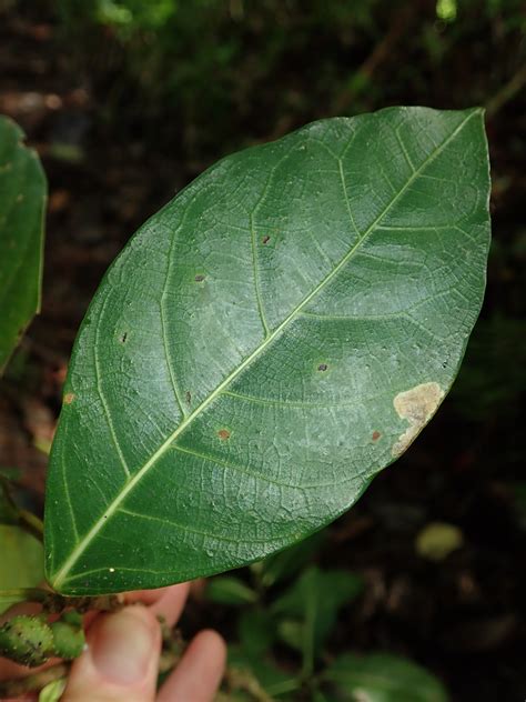 Ficus Septica Moraceae Image At Phytoimages Siu Edu