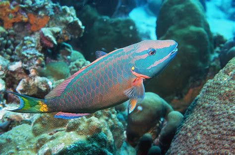 Stoplight Parrotfish Supermale Photograph by Georgette Douwma