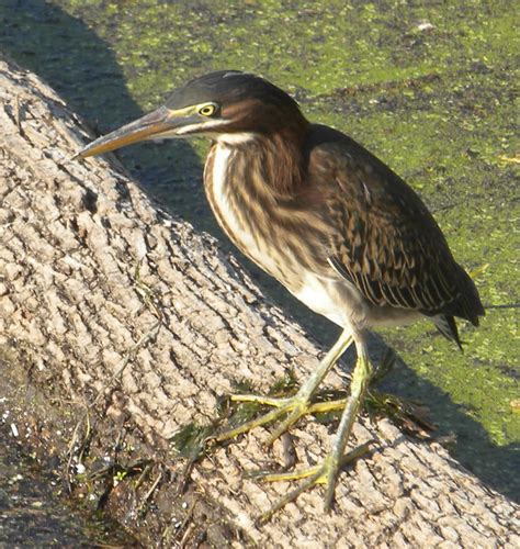 Austin Texas Daily Photo Baby Heron