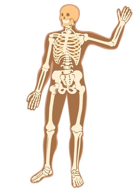 Premium Vector Human Skeleton Full Length Vector