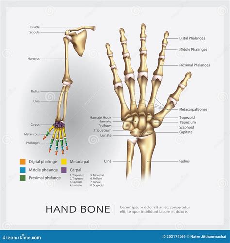 Human Eye Anatomy stock vector. Illustration of care - 203174766