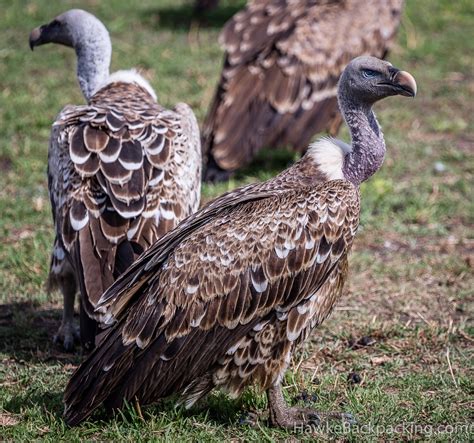 Serengeti Birds - HawkeBackpacking.com