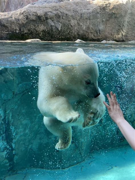 『7月初めの旭川、旭山動物園のホッキョクグマ ゆめちゃん は、ガラス越しにパータッチができちゃうくらいの芸達者だった！』旭川北海道の