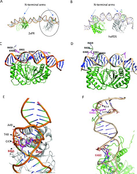 Variations In Position Of The N Terminal Arm In Ebna Monomers A And