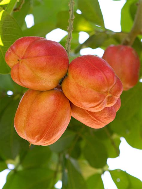 Akee Apple Tree Blighia Sapida Urban Tropicals