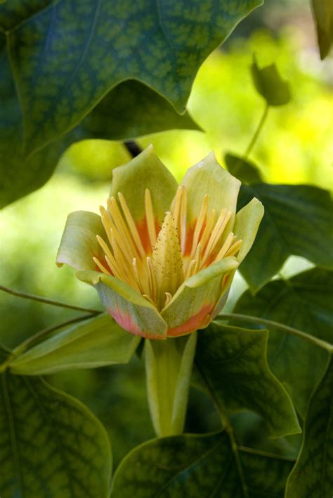 Tulip Poplar Plants Of Overton Park S Old Forest Memphis TN