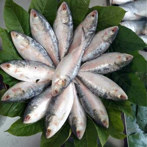 Ilish Fish - Samachar Just Click