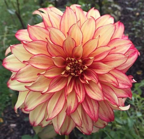 Lady Darlene Dahlia In Kelli Lively S Garden Beautiful Blooms Dahlia