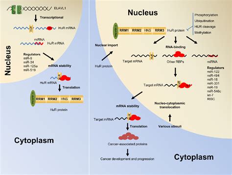 Figure From Multiple Functions Of The Rna Binding Protein Hur In