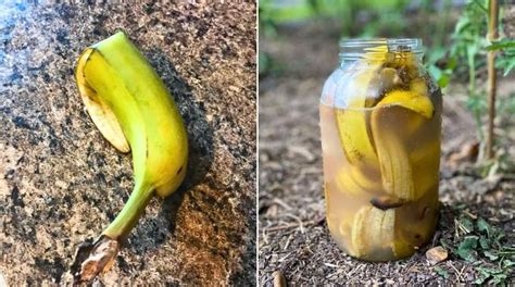 Comment Utiliser Une Peau De Banane Comme Engrais L Astuce De Jardinier