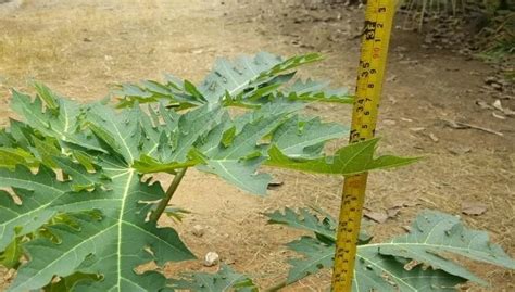 How To Identify A Male And Female Pawpaw Tree