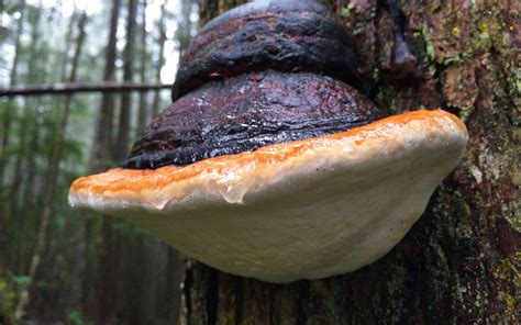 Polypore Mushrooms | Meronwood