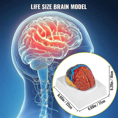 Human Brain Model Anatomy 2 Part Brain Model Color Coding With Display