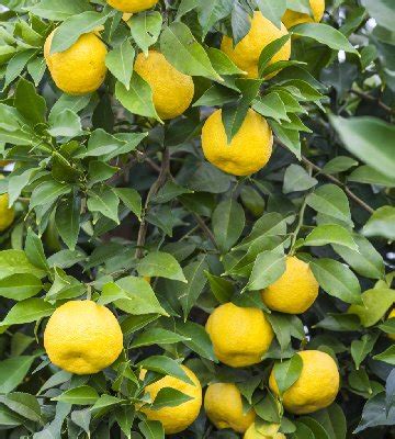 Yuzu Citron Du Japon Conseils Et Entretien Truffaut