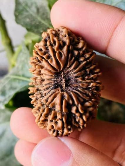 Nexg Face Rudraksha Original Certified Aaa Quality Mukhi