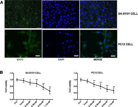 Neurotoxicity Of Ei In Sh Sy5y And Pc12 Cells A Fluorescence