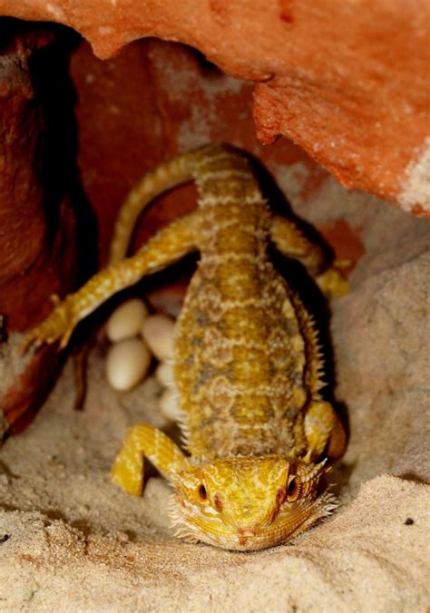 Bearded Dragon Behavior and Body Language