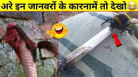 😂🤣 ऐसे बेवकूफ जानवर आपने कभी नहीं देखे होंगे Indian Animals Funny